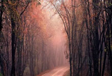 【稀缺资源】你们一直在找的豆包去水印下载插件